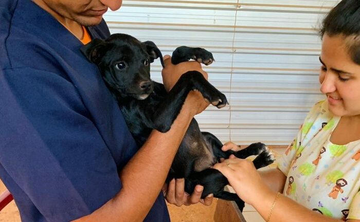 Subea realiza atendimento veterinário na aldeia Água Bonita na capital