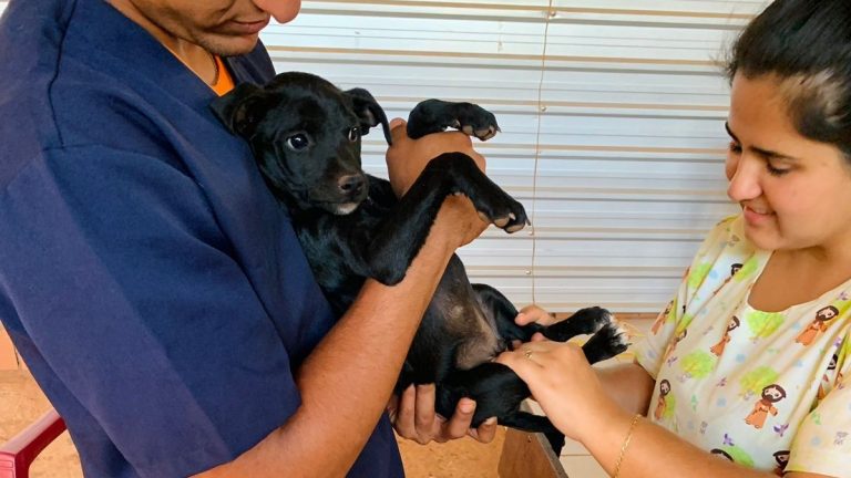 Subea realiza atendimento veterinário na aldeia Água Bonita na capital