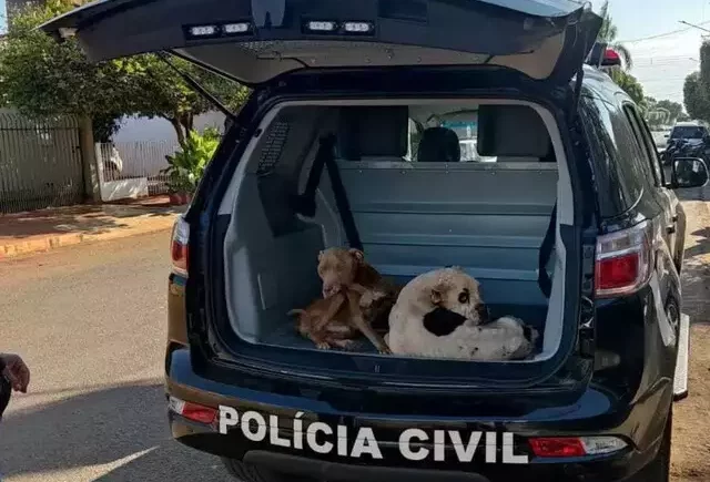 Cachorros são resgatados em estado de desnutrição e dono autuado por maus-tratos