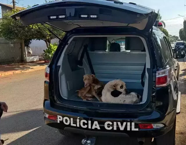 Cachorros são resgatados em estado de desnutrição e dono autuado por maus-tratos