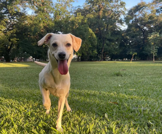 No dia do vira-lata, Prefeitura e Subea destaca a importância da tutoria responsável