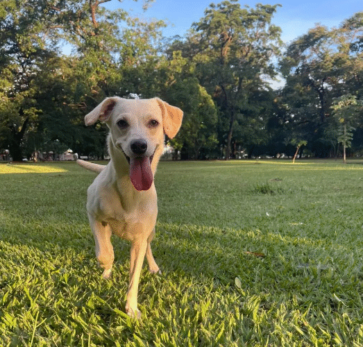 No dia do vira-lata, Prefeitura e Subea destaca a importância da tutoria responsável