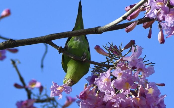 Máximas podem chegar a 32°C nesta terça-feira em Mato Grosso do Sul