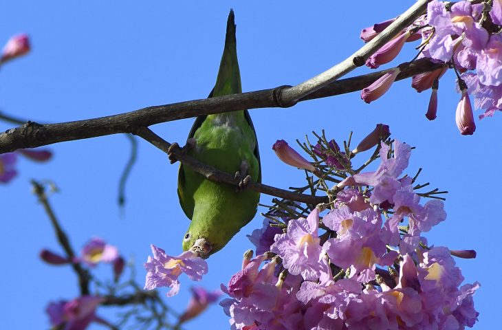 Máximas podem chegar a 32°C nesta terça-feira em Mato Grosso do Sul
