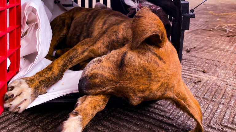 Prefeitura junto com a UFMS disponibiliza serviços de cirurgia ortopédica para cães e gatos de graça na capital