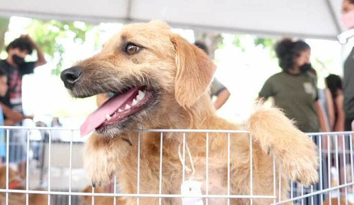 Prefeitura promove ação de adoção de cães e gatos na Praça da Bolívia neste domingo