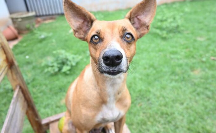 Prefeitura lança nesta segunda-feira a primeira cartilha de Bem-Estar Animal da capital