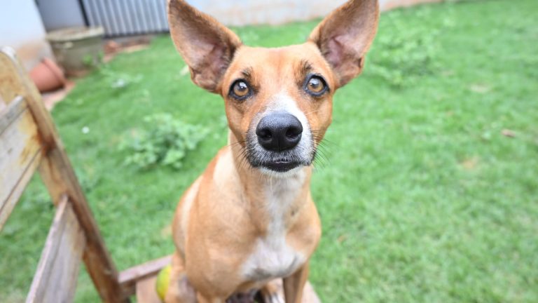 Prefeitura lança nesta segunda-feira a primeira cartilha de Bem-Estar Animal da capital