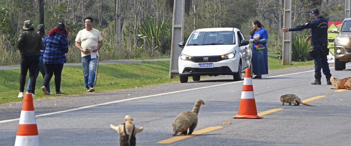 Estrada Viva leva animais empalhados para a pista em conscientização no Festival de Bonito