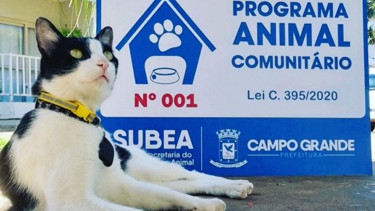 Veterinário explica como cuidar dos felinos em dias quentes e com baixa umidade do ar