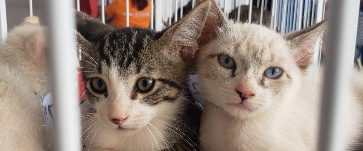 Prefeitura realiza ação de adoção de cães e gatos na Praça Bolívia neste domingo