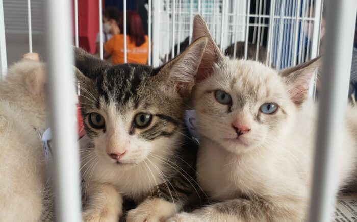 Prefeitura realiza ação de adoção de cães e gatos na Praça Bolívia neste domingo