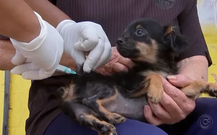 Já vacinou seu pet contra a raiva? CCZ estará nos bairros Monte Castelo e Coronel Antonino nesta semana