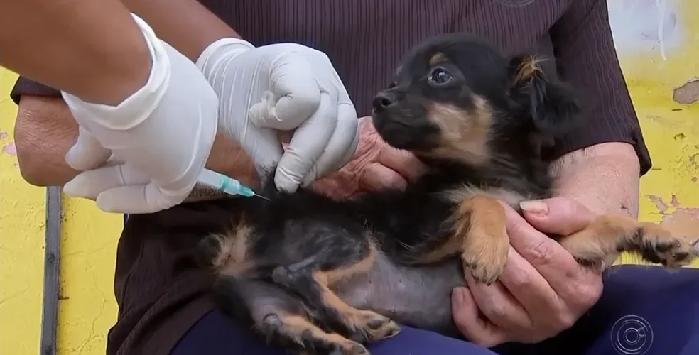 Já vacinou seu pet contra a raiva? CCZ estará nos bairros Monte Castelo e Coronel Antonino nesta semana