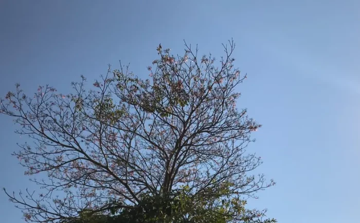 Sábado tem previsão de sol, mas chuvas não são descartadas em MS