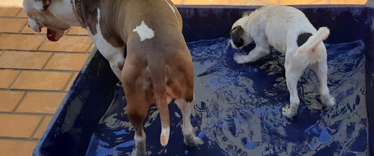 Quer refrescar seu pet nesse calor? Veterinária dá dicas de como cuidar do seu pet em dias quentes