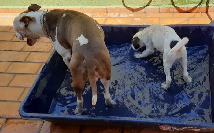 Quer refrescar seu pet nesse calor? Veterinária dá dicas de como cuidar do seu pet em dias quentes