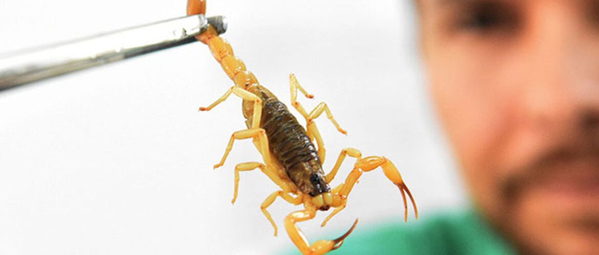 Altas Temperaturas favorecem casos de acidentes com escorpiões em MS