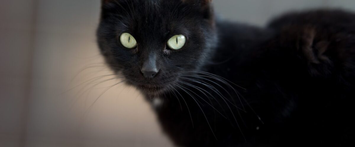 Veterinários e protetores chamam atenção para cuidados e adoção consciente no dia do gato preto