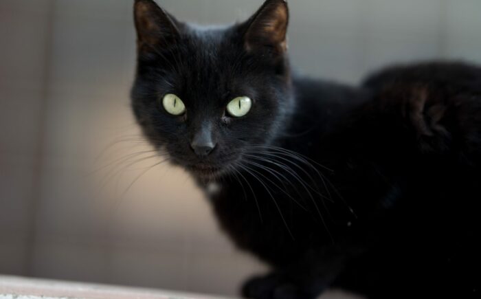 Veterinários e protetores chamam atenção para cuidados e adoção consciente no dia do gato preto