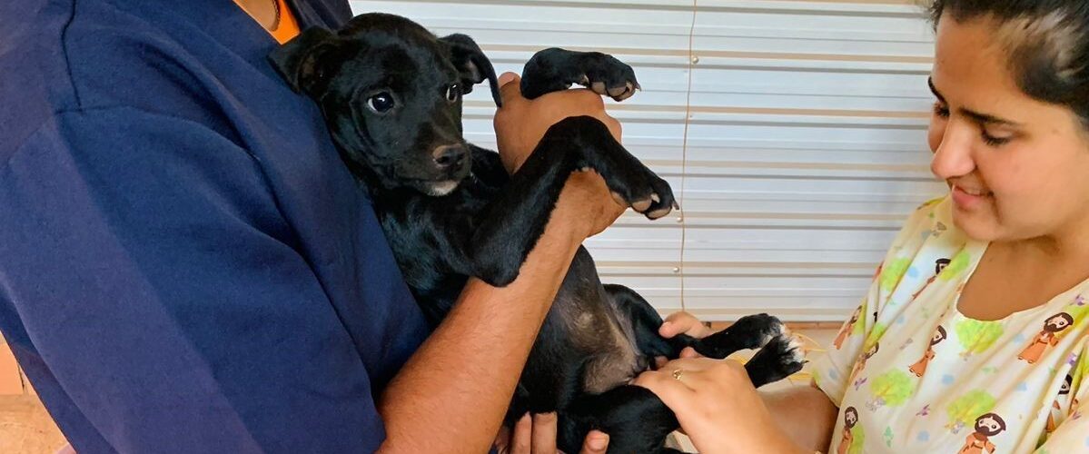 Subsecretaria do Bem-Estar Animal realiza atendimento itinerante para o bairro Estrela Dalva neste sábado