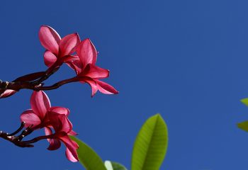 Terça-feira com previsão de tempo firme e aumento das temperaturas em grande parte do Estado