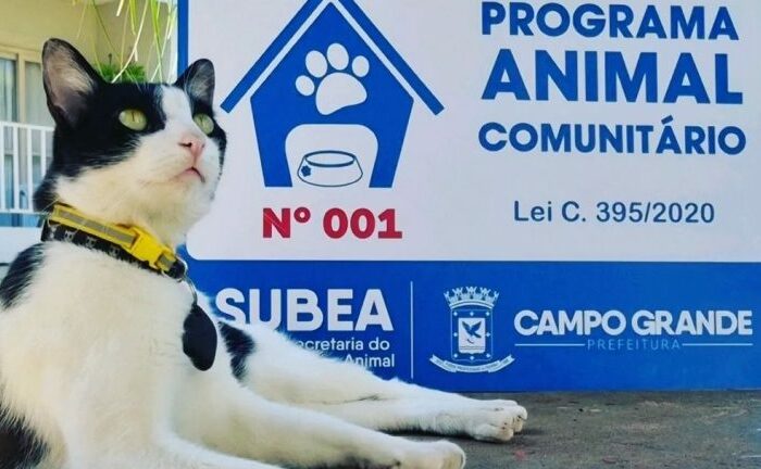 Dezembro Verde: Subea lança campanha para conscientizar população contra o abandono de animais