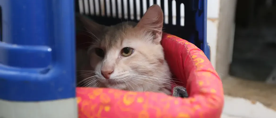 Subea leva atendimento veterinário itinerante para animais machos do Jardim Aero Rancho I