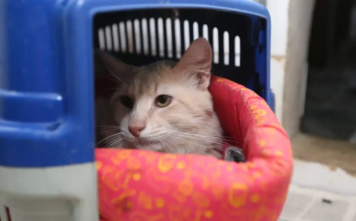 Subea leva atendimento veterinário itinerante para animais machos do Jardim Aero Rancho I