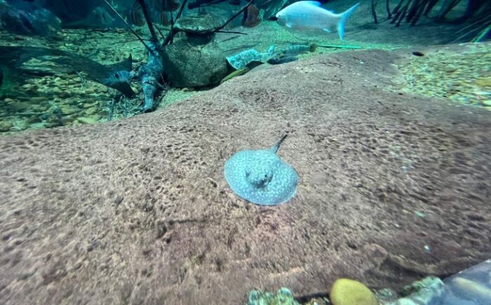 Família cresce e Bioparque Pantanal registra mais um nascimento de arraias