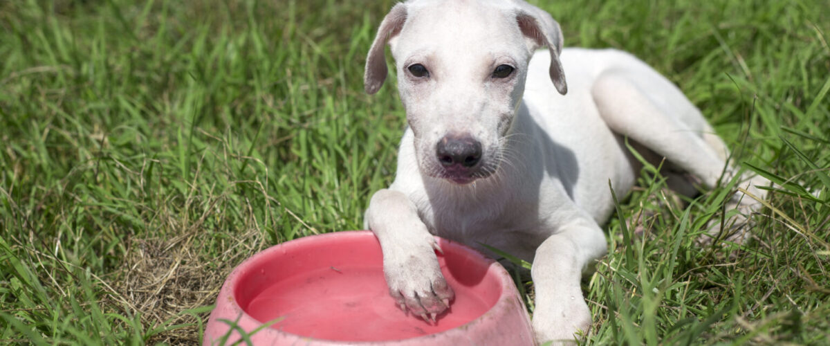 Governo do Estado lança Caravana da Castração por meio do Programa MS Vida Animal