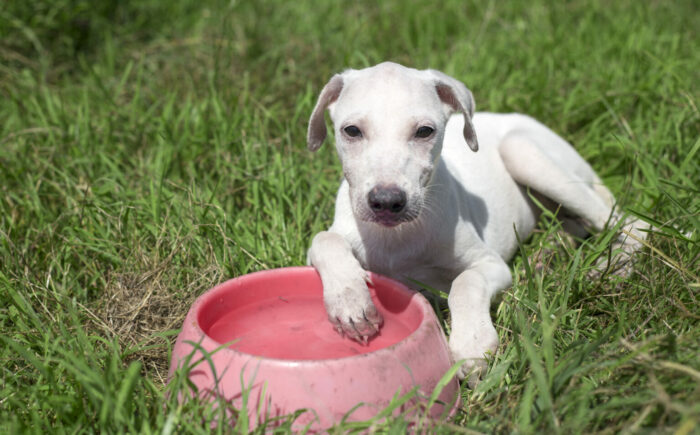 Governo do Estado lança Caravana da Castração por meio do Programa MS Vida Animal