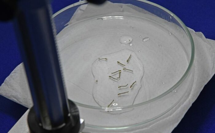 Secretaria de Saúde oferece web aula para capacitação sobre ‘Manejo Clínico da Dengue’ nesta sexta-feira