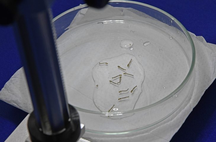 Secretaria de Saúde oferece web aula para capacitação sobre ‘Manejo Clínico da Dengue’ nesta sexta-feira