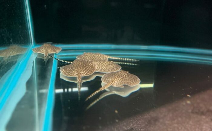 Bioparque Pantanal celebra nascimento dos primeiros ‘bebês’ de 2024