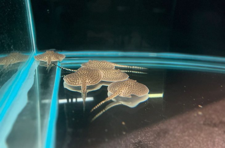 Bioparque Pantanal celebra nascimento dos primeiros ‘bebês’ de 2024