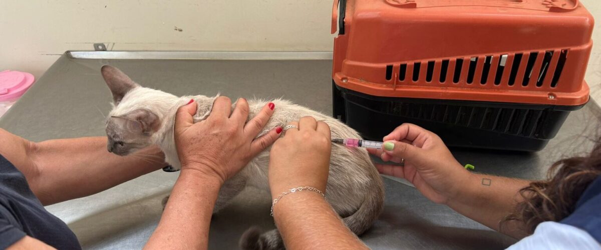 CCZ vai aumentar o número de vagas para castração de gatos na Capital