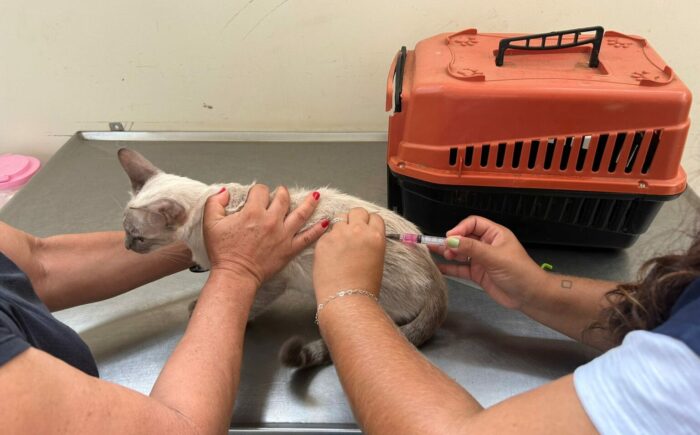 CCZ vai aumentar o número de vagas para castração de gatos na Capital