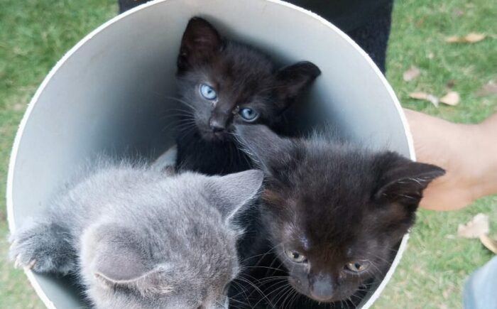 Primeira Ação de Adoção de 2024 acontece neste domingo na Praça da Bolívia