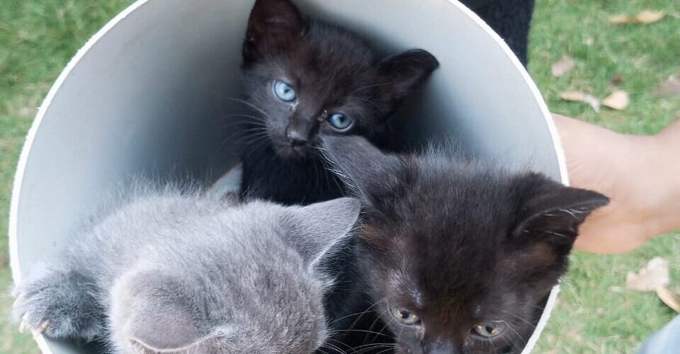 Primeira Ação de Adoção de 2024 acontece neste domingo na Praça da Bolívia