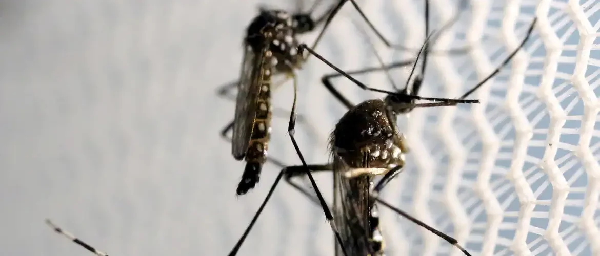 Brasil se aproxima de 1 milhão de casos prováveis de dengue