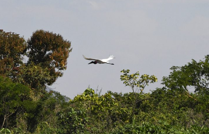 Com início do outono, estiagem ganha força e mantém alerta de incêndios florestais no Pantanal