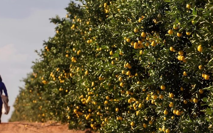 O governo de Mato Grosso do Sul está incentivando a diversificação da produção local e atraindo investimentos para a citricultura no Estado.