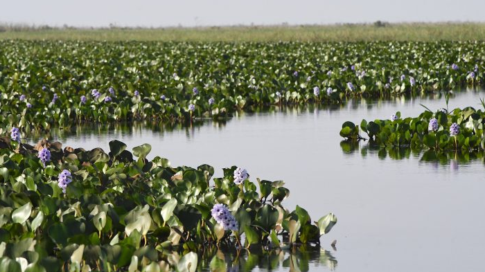 O governo do MS está com um processo seletivo aberto para 29 vagas na área de gestão de recursos naturais.