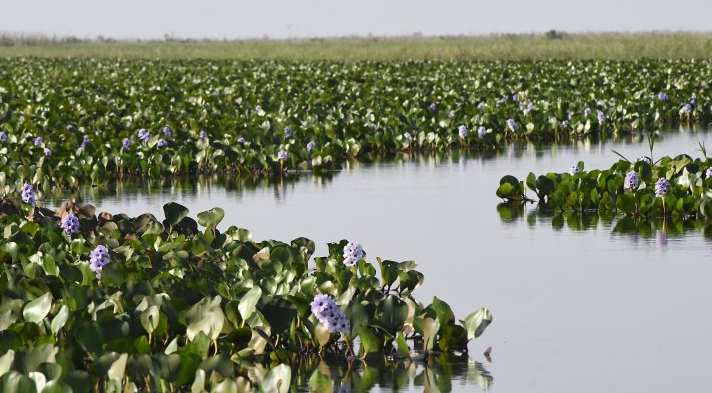 O governo do MS está com um processo seletivo aberto para 29 vagas na área de gestão de recursos naturais.