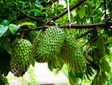 Graviola ajuda a combater gastrite e fortalecer imunidade, ensina especialista