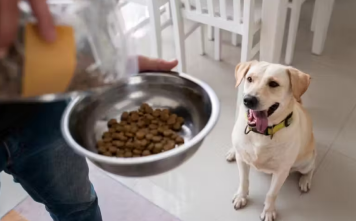 Veja ranking das 10 melhores rações para cachorro à venda no Brasil