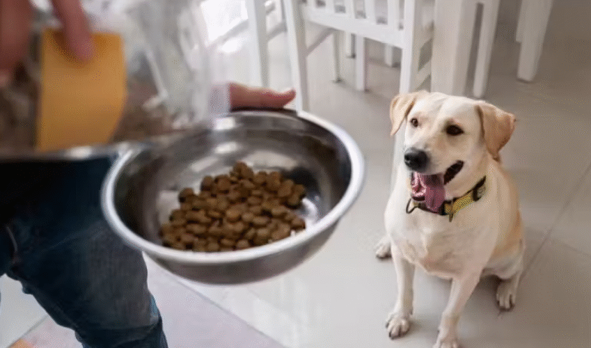 Veja ranking das 10 melhores rações para cachorro à venda no Brasil