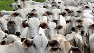 MS é reconhecido como área livre de febre aftosa sem vacinação pelo Ministério da Agricultura