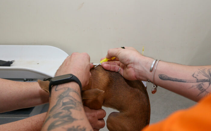 Subea disponibiliza microchipagem para pets na Capital